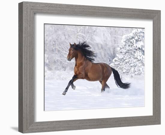 Bay Andalusian Stallion Running in the Snow, Berthoud, Colorado, USA-Carol Walker-Framed Photographic Print