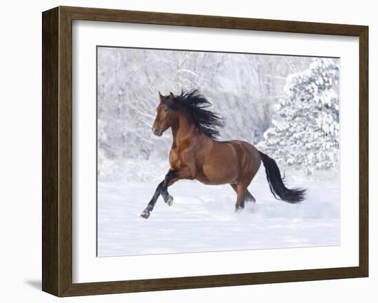 Bay Andalusian Stallion Running in the Snow, Berthoud, Colorado, USA-Carol Walker-Framed Photographic Print