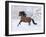 Bay Andalusian Stallion Running in the Snow, Berthoud, Colorado, USA-Carol Walker-Framed Photographic Print