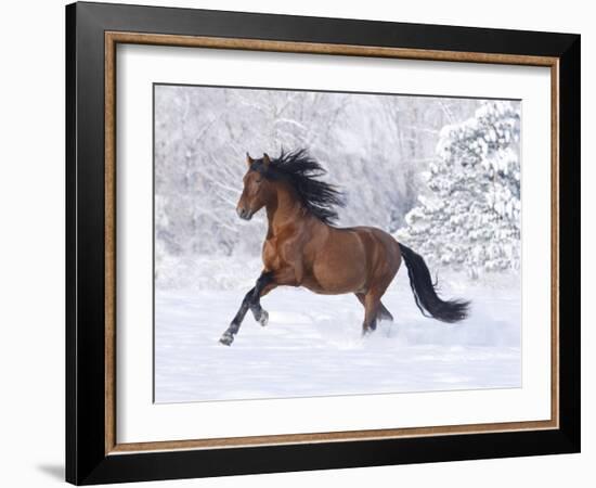 Bay Andalusian Stallion Running in the Snow, Berthoud, Colorado, USA-Carol Walker-Framed Photographic Print