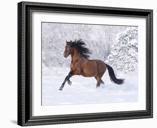 Bay Andalusian Stallion Running in the Snow, Berthoud, Colorado, USA-Carol Walker-Framed Photographic Print