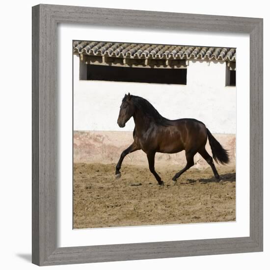 Bay Andalusian Stallion Trotting in Arena Yard, Osuna, Spain-Carol Walker-Framed Photographic Print