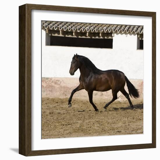 Bay Andalusian Stallion Trotting in Arena Yard, Osuna, Spain-Carol Walker-Framed Photographic Print