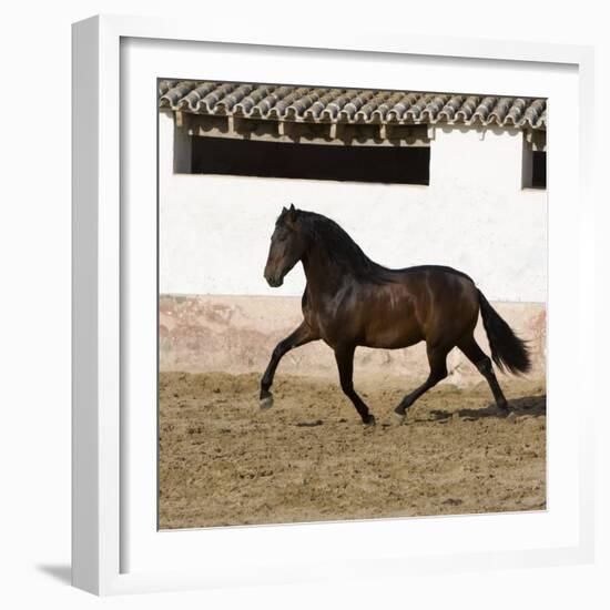 Bay Andalusian Stallion Trotting in Arena Yard, Osuna, Spain-Carol Walker-Framed Photographic Print