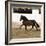 Bay Andalusian Stallion Trotting in Arena Yard, Osuna, Spain-Carol Walker-Framed Photographic Print