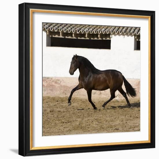 Bay Andalusian Stallion Trotting in Arena Yard, Osuna, Spain-Carol Walker-Framed Photographic Print