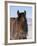 Bay Andalusian Stallion, with Hairs on Nose Frozen, Longmont, Colorado, USA-Carol Walker-Framed Photographic Print