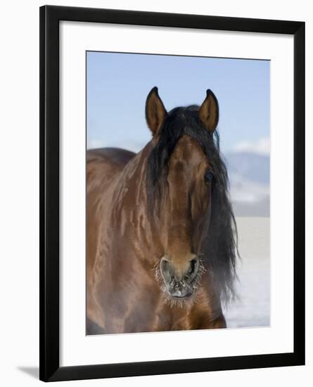 Bay Andalusian Stallion, with Hairs on Nose Frozen, Longmont, Colorado, USA-Carol Walker-Framed Photographic Print