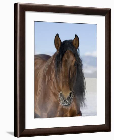 Bay Andalusian Stallion, with Hairs on Nose Frozen, Longmont, Colorado, USA-Carol Walker-Framed Photographic Print