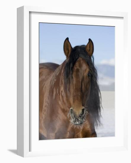 Bay Andalusian Stallion, with Hairs on Nose Frozen, Longmont, Colorado, USA-Carol Walker-Framed Photographic Print