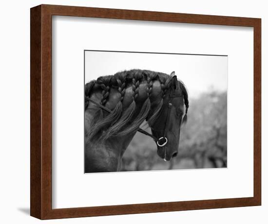 Bay Andalusian Stallion, with Plaited Mane and Bridle, Austin Texas, USA-Carol Walker-Framed Premium Photographic Print