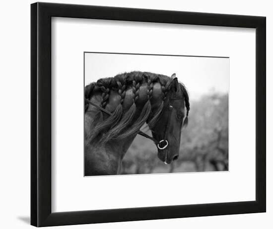 Bay Andalusian Stallion, with Plaited Mane and Bridle, Austin Texas, USA-Carol Walker-Framed Premium Photographic Print