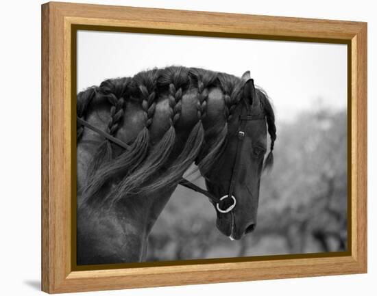 Bay Andalusian Stallion, with Plaited Mane and Bridle, Austin Texas, USA-Carol Walker-Framed Premier Image Canvas