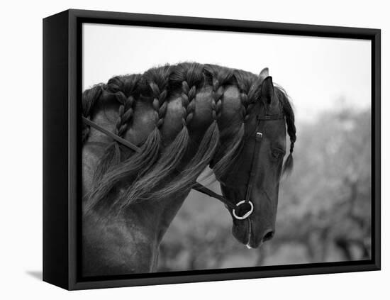 Bay Andalusian Stallion, with Plaited Mane and Bridle, Austin Texas, USA-Carol Walker-Framed Premier Image Canvas