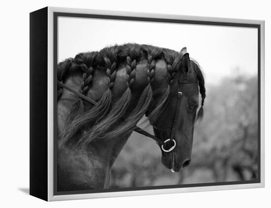 Bay Andalusian Stallion, with Plaited Mane and Bridle, Austin Texas, USA-Carol Walker-Framed Premier Image Canvas