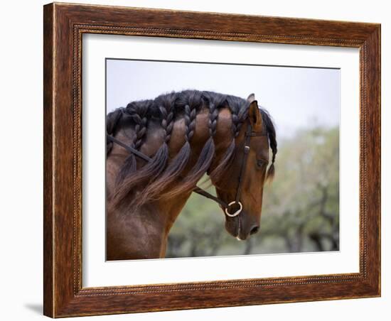 Bay Andalusian Stallion, with Plaited Mane and Bridle, Austin Texas, USA-Carol Walker-Framed Photographic Print