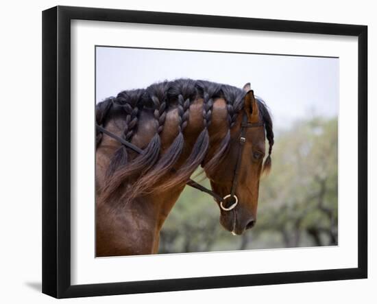 Bay Andalusian Stallion, with Plaited Mane and Bridle, Austin Texas, USA-Carol Walker-Framed Photographic Print