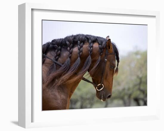 Bay Andalusian Stallion, with Plaited Mane and Bridle, Austin Texas, USA-Carol Walker-Framed Photographic Print