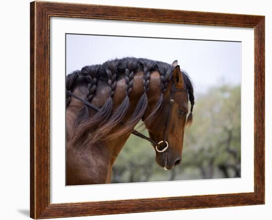 Bay Andalusian Stallion, with Plaited Mane and Bridle, Austin Texas, USA-Carol Walker-Framed Photographic Print