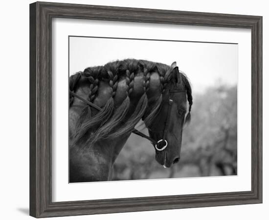 Bay Andalusian Stallion, with Plaited Mane and Bridle, Austin Texas, USA-Carol Walker-Framed Photographic Print