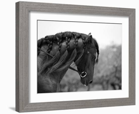 Bay Andalusian Stallion, with Plaited Mane and Bridle, Austin Texas, USA-Carol Walker-Framed Photographic Print