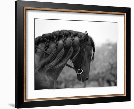 Bay Andalusian Stallion, with Plaited Mane and Bridle, Austin Texas, USA-Carol Walker-Framed Photographic Print