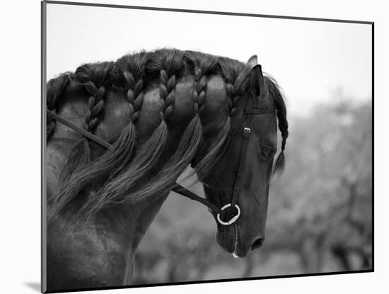 Bay Andalusian Stallion, with Plaited Mane and Bridle, Austin Texas, USA-Carol Walker-Mounted Photographic Print