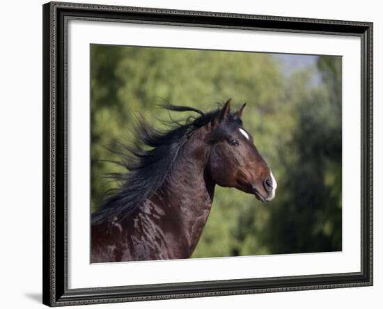 Bay Azteca (Half Andalusian Half Quarter Horse) Stallion, Head Profile, Ojai, California, USA-Carol Walker-Framed Photographic Print