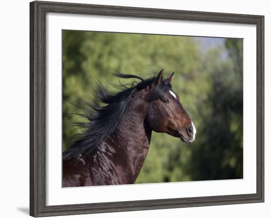 Bay Azteca (Half Andalusian Half Quarter Horse) Stallion, Head Profile, Ojai, California, USA-Carol Walker-Framed Photographic Print