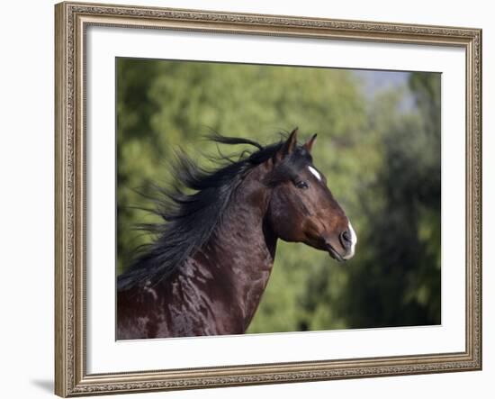 Bay Azteca (Half Andalusian Half Quarter Horse) Stallion, Head Profile, Ojai, California, USA-Carol Walker-Framed Photographic Print