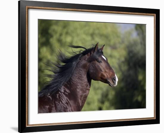 Bay Azteca (Half Andalusian Half Quarter Horse) Stallion, Head Profile, Ojai, California, USA-Carol Walker-Framed Photographic Print