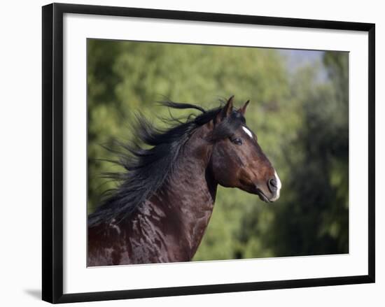 Bay Azteca (Half Andalusian Half Quarter Horse) Stallion, Head Profile, Ojai, California, USA-Carol Walker-Framed Photographic Print