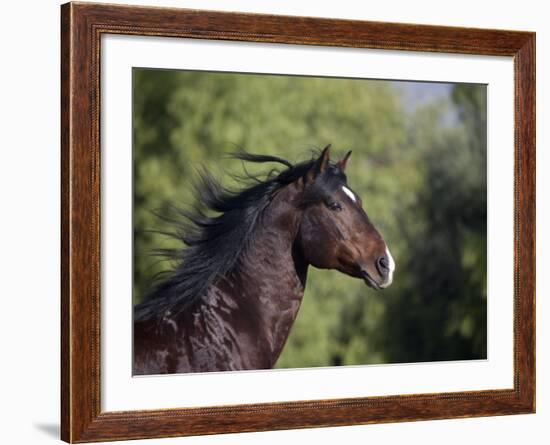 Bay Azteca (Half Andalusian Half Quarter Horse) Stallion, Head Profile, Ojai, California, USA-Carol Walker-Framed Photographic Print