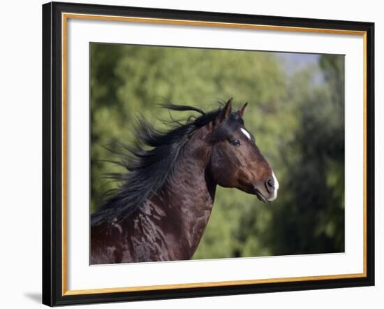 Bay Azteca (Half Andalusian Half Quarter Horse) Stallion, Head Profile, Ojai, California, USA-Carol Walker-Framed Photographic Print