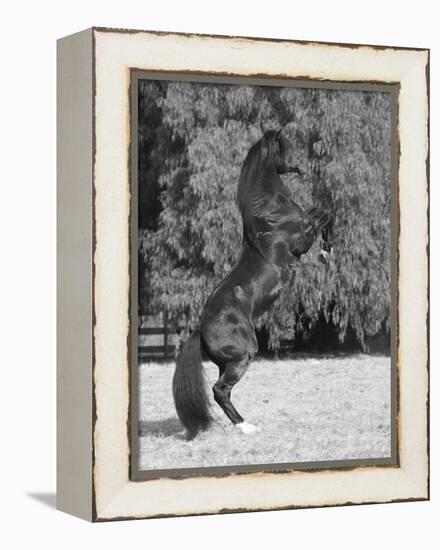 Bay Azteca (Half Andalusian Half Quarter Horse) Stallion Rearing on Hind Legs, Ojai, California-Carol Walker-Framed Premier Image Canvas
