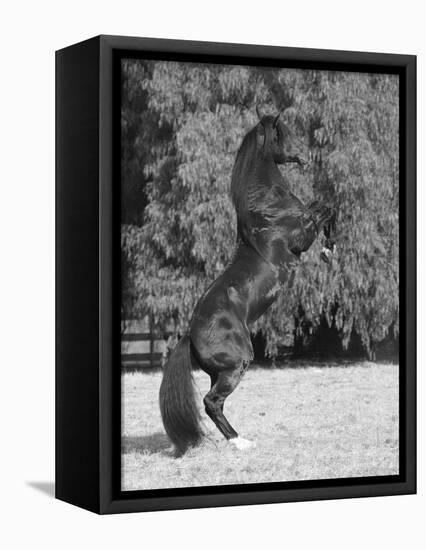 Bay Azteca (Half Andalusian Half Quarter Horse) Stallion Rearing on Hind Legs, Ojai, California-Carol Walker-Framed Premier Image Canvas