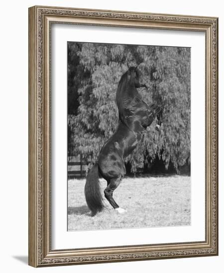 Bay Azteca (Half Andalusian Half Quarter Horse) Stallion Rearing on Hind Legs, Ojai, California-Carol Walker-Framed Photographic Print