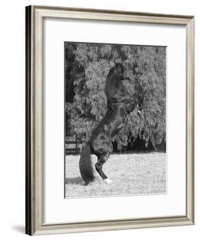 Bay Azteca (Half Andalusian Half Quarter Horse) Stallion Rearing on Hind Legs, Ojai, California-Carol Walker-Framed Photographic Print
