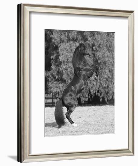 Bay Azteca (Half Andalusian Half Quarter Horse) Stallion Rearing on Hind Legs, Ojai, California-Carol Walker-Framed Photographic Print