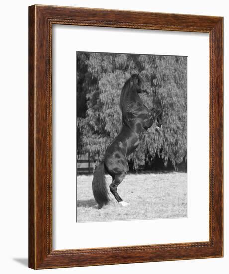 Bay Azteca (Half Andalusian Half Quarter Horse) Stallion Rearing on Hind Legs, Ojai, California-Carol Walker-Framed Photographic Print