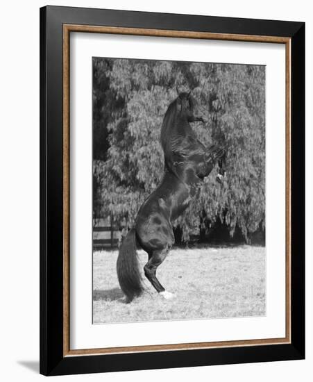 Bay Azteca (Half Andalusian Half Quarter Horse) Stallion Rearing on Hind Legs, Ojai, California-Carol Walker-Framed Photographic Print