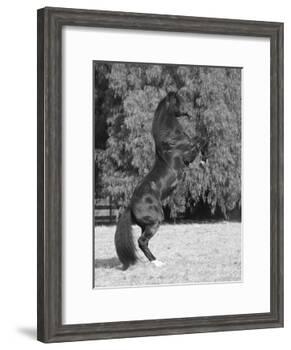 Bay Azteca (Half Andalusian Half Quarter Horse) Stallion Rearing on Hind Legs, Ojai, California-Carol Walker-Framed Photographic Print
