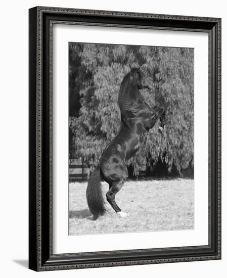 Bay Azteca (Half Andalusian Half Quarter Horse) Stallion Rearing on Hind Legs, Ojai, California-Carol Walker-Framed Photographic Print