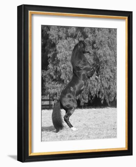 Bay Azteca (Half Andalusian Half Quarter Horse) Stallion Rearing on Hind Legs, Ojai, California-Carol Walker-Framed Photographic Print