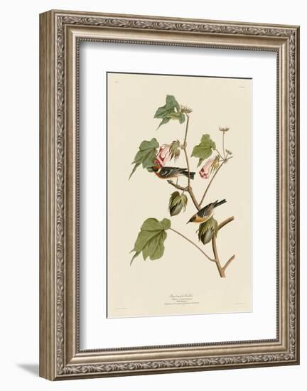 Bay-Breasted Warbler-John James Audubon-Framed Art Print