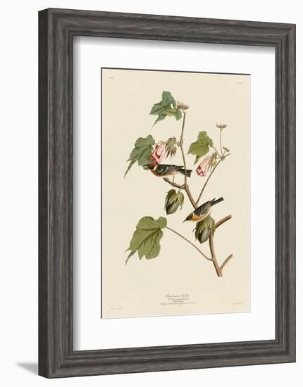 Bay-Breasted Warbler-John James Audubon-Framed Art Print