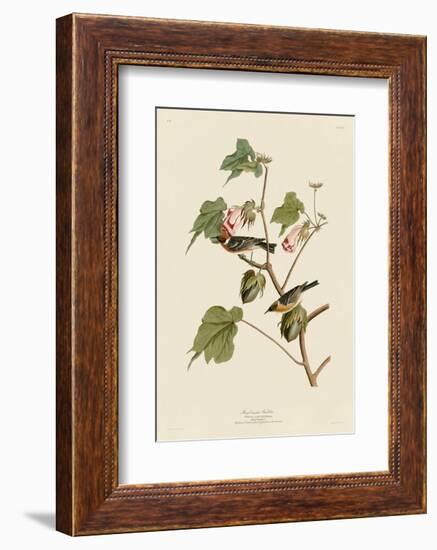 Bay-Breasted Warbler-John James Audubon-Framed Art Print