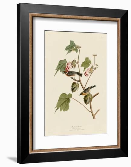 Bay-Breasted Warbler-John James Audubon-Framed Art Print