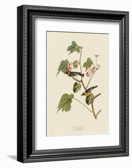 Bay-Breasted Warbler-John James Audubon-Framed Art Print