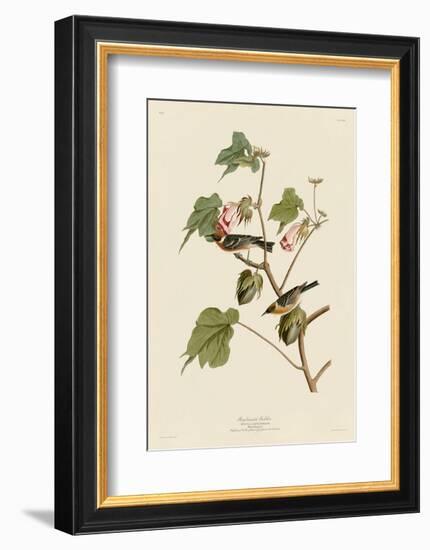 Bay-Breasted Warbler-John James Audubon-Framed Art Print